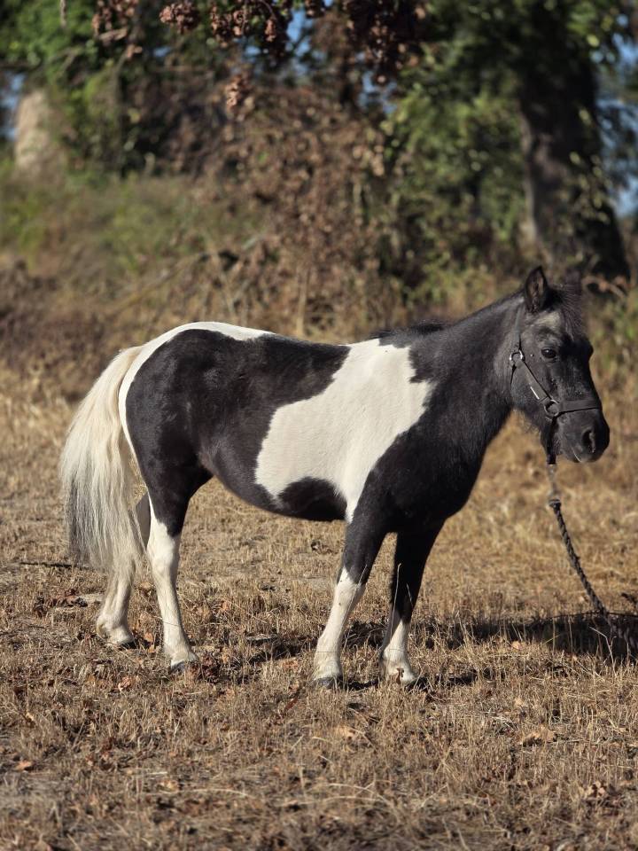 Cavalla Origine Non Constatata In vendita 2006 Pezzato