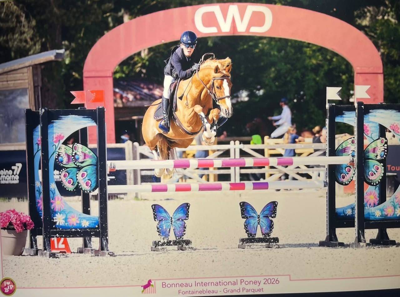 Castrone PFS Pony Francese da Sella In vendita 2015 Sauro