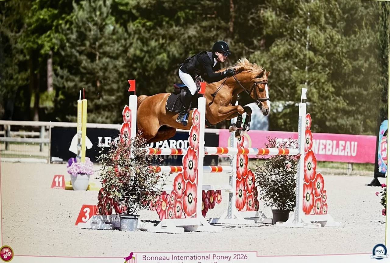 Castrone PFS Pony Francese da Sella In vendita 2015 Sauro