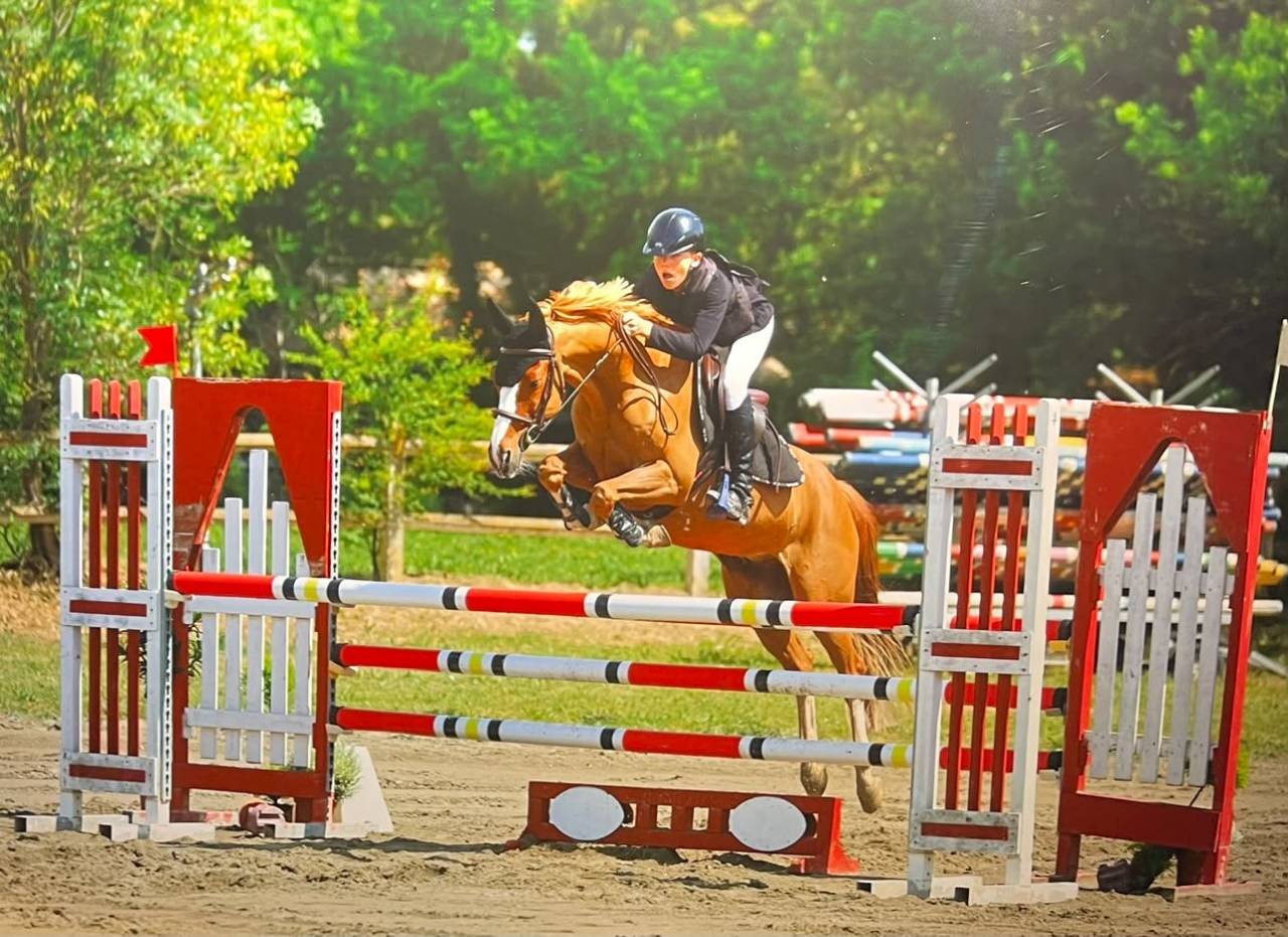 Castrone PFS Pony Francese da Sella In vendita 2015 Sauro