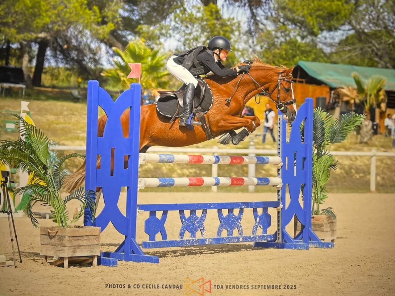 Castrone PFS Pony Francese da Sella In vendita 2015 Sauro