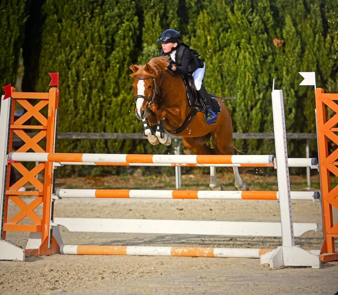 Castrone PFS Pony Francese da Sella In vendita 2015 Sauro