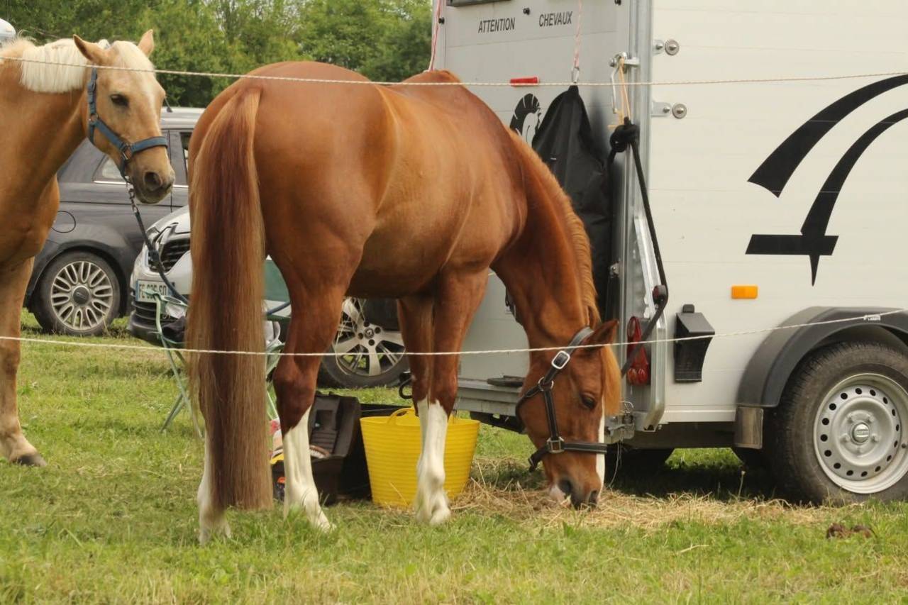 Castrone PFS Pony Francese da Sella In vendita 2015 Sauro