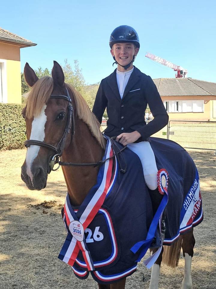 Castrone PFS Pony Francese da Sella In vendita 2015 Sauro