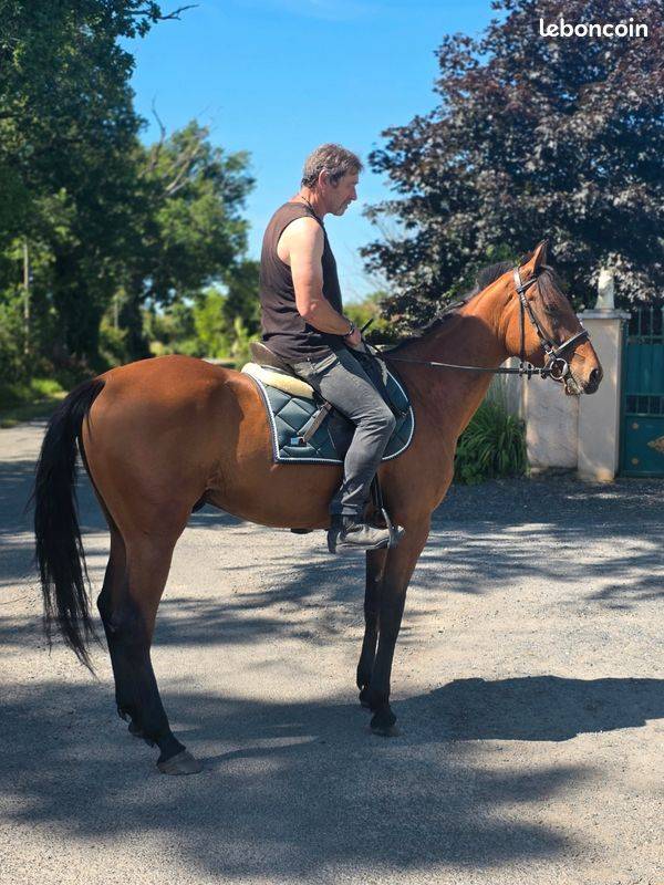 Castrone Trottatore Francese In vendita 2022 Baio