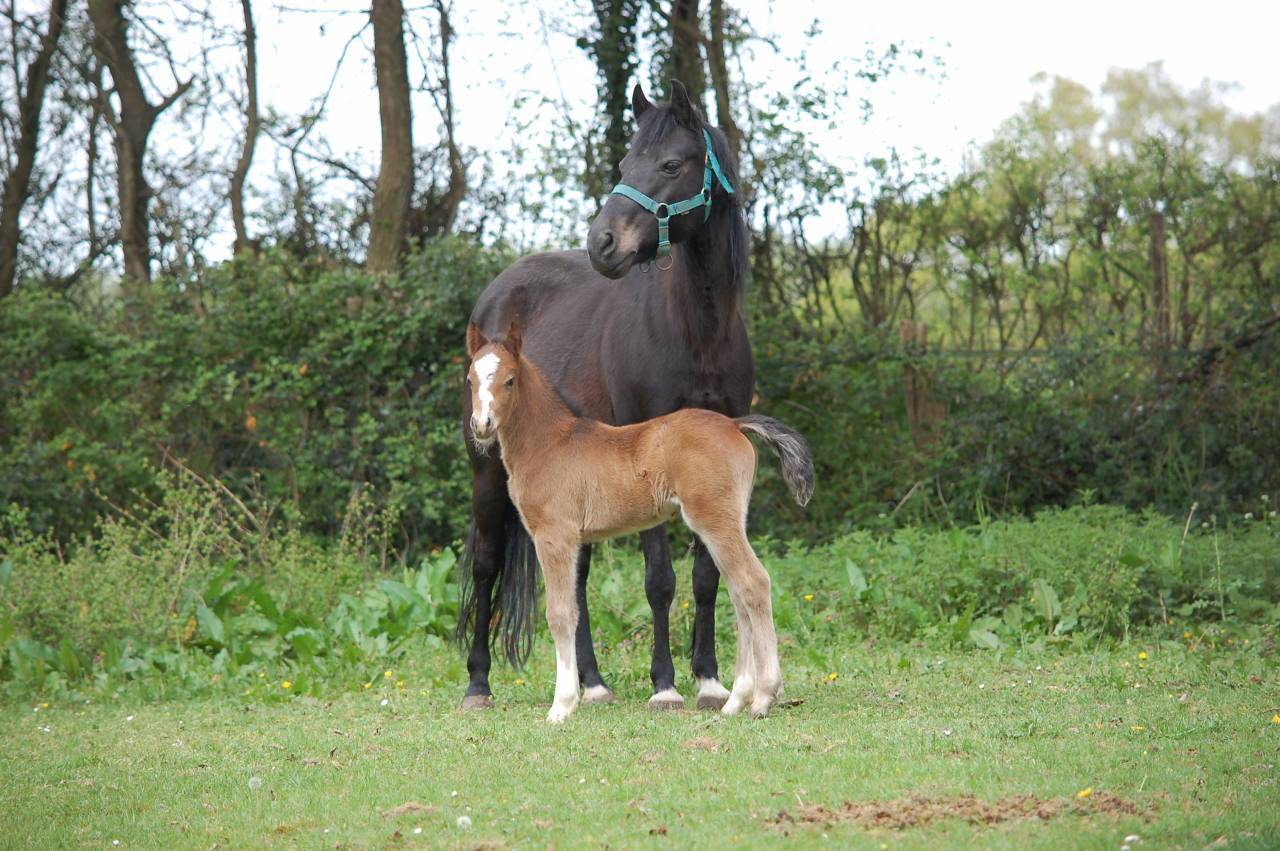 Puledro Welsh Part Bred In vendita 2026 Baio ,  BOOTHSDALE STARFIRE