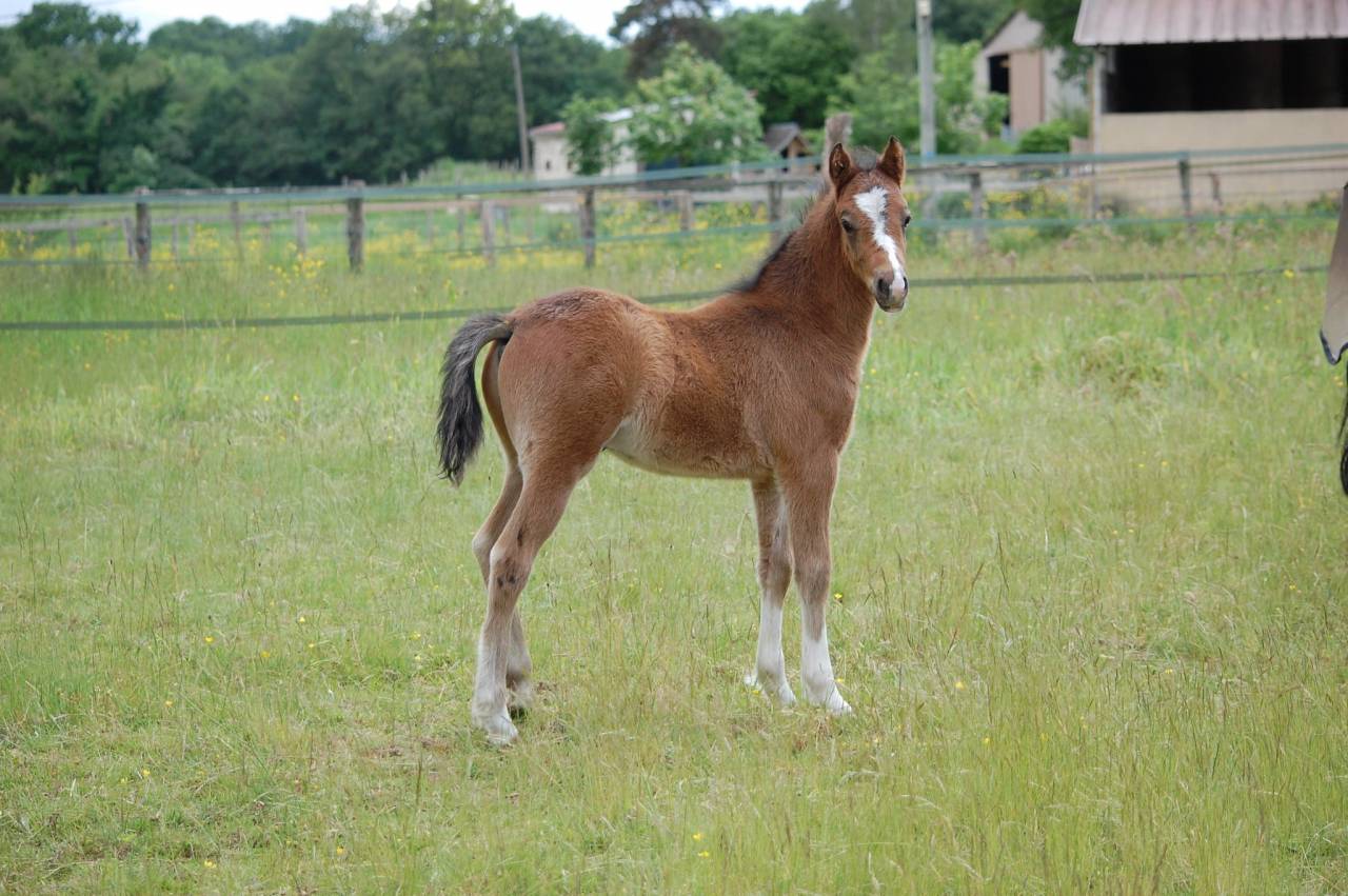 Puledro Welsh Part Bred In vendita 2026 Baio ,  BOOTHSDALE STARFIRE