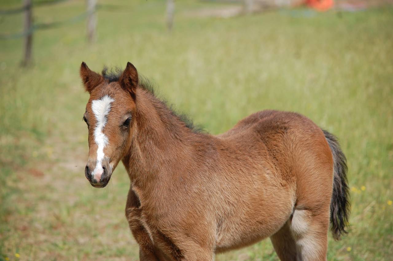 Puledro Welsh Part Bred In vendita 2026 Baio ,  BOOTHSDALE STARFIRE