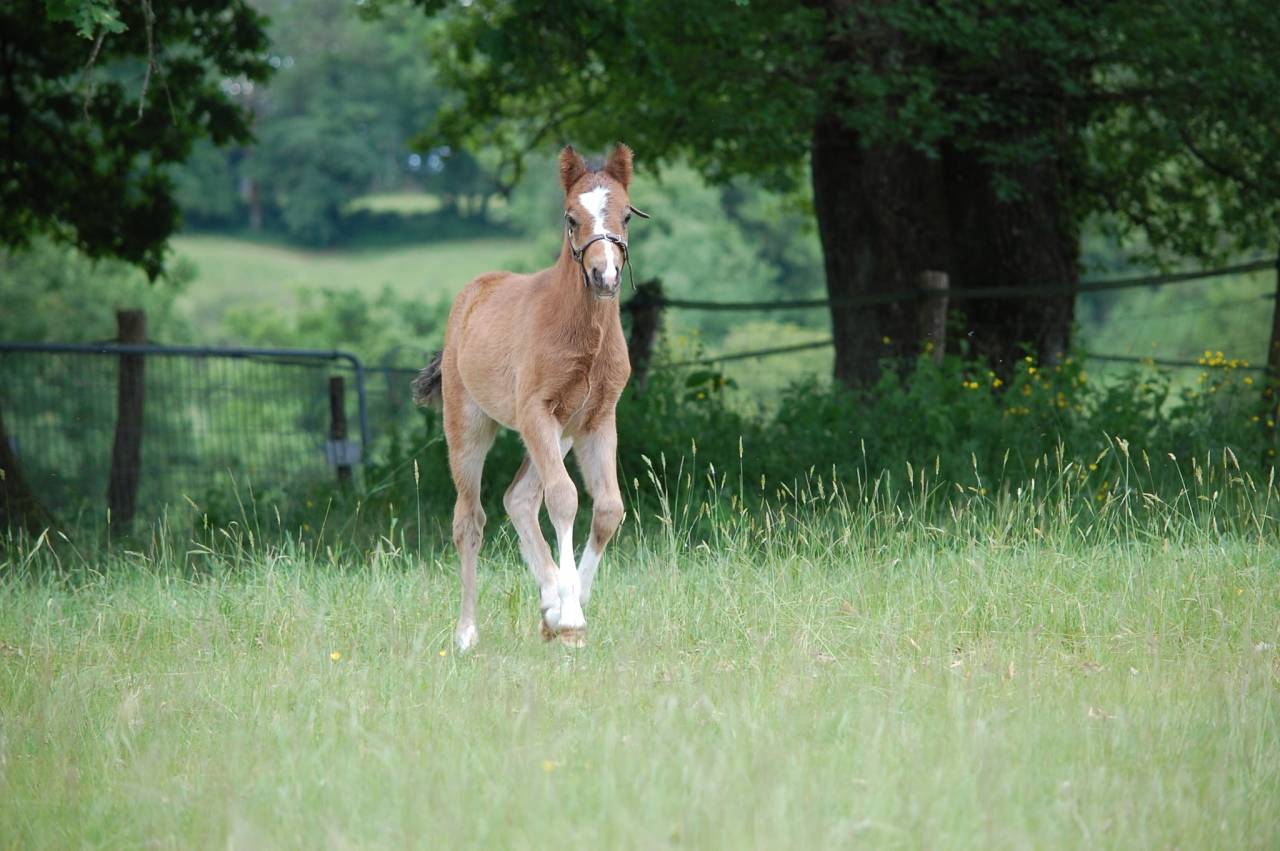 Puledro Welsh Part Bred In vendita 2026 Baio ,  BOOTHSDALE STARFIRE