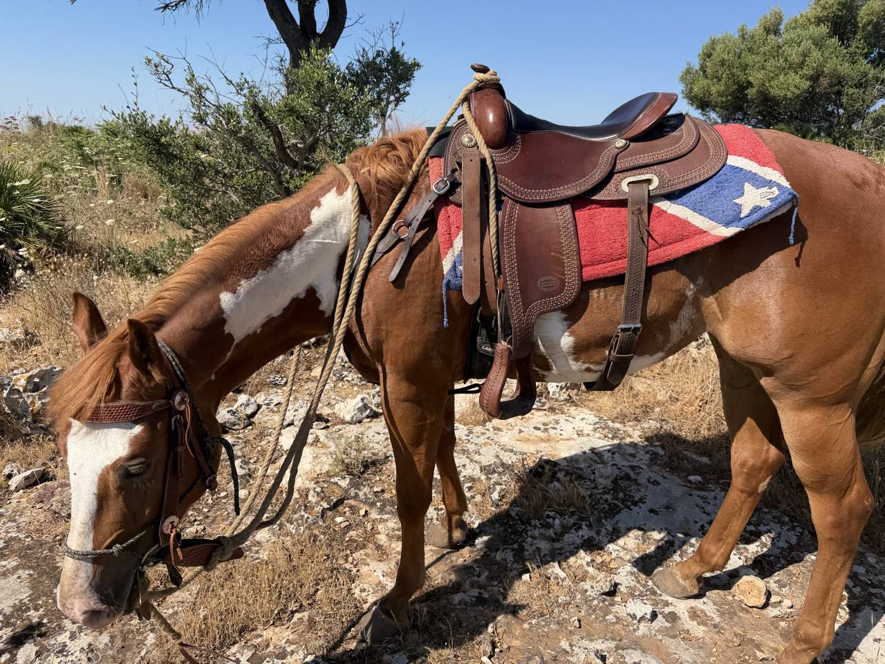 CAVALLA PAINT HORSE 2021