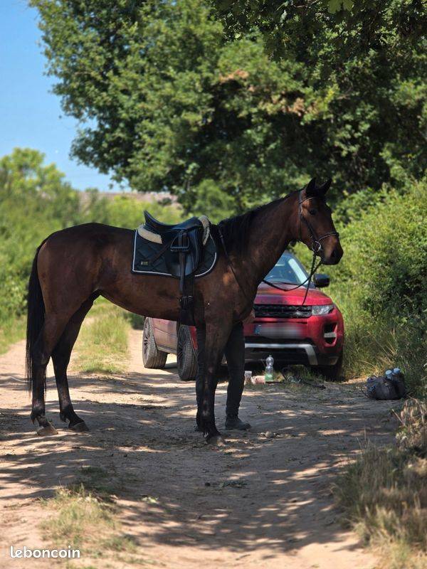 Cavalla Trottatore Francese In vendita 2023 Baio