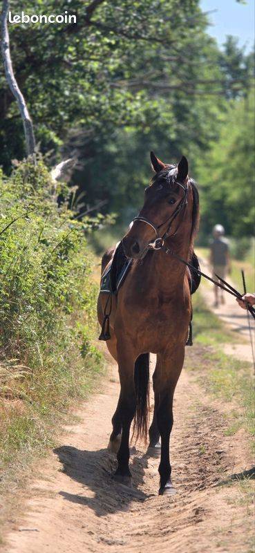 Cavalla Trottatore Francese In vendita 2023 Baio