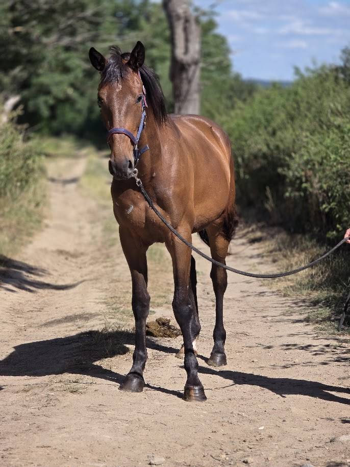 Cavalla Trottatore Francese In vendita 2023 Baio