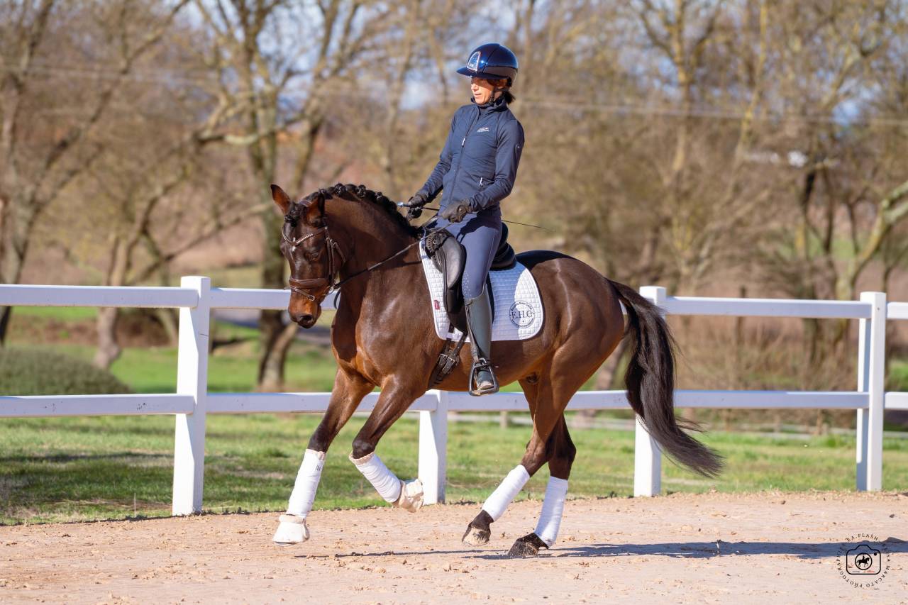 Castrone Cavallo da Sport Germano In vendita 2020 Baio