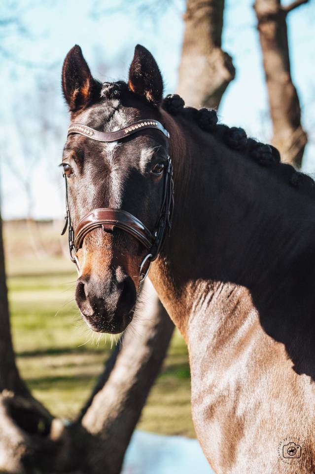 Castrone Cavallo da Sport Germano In vendita 2020 Baio