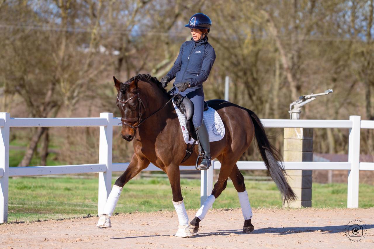 Castrone Cavallo da Sport Germano In vendita 2020 Baio