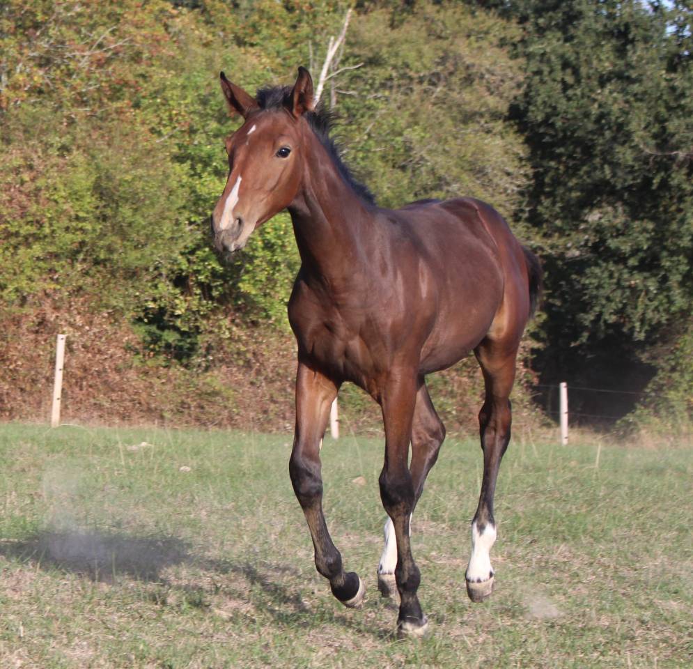 Cavalla Sella Francese In vendita 2019 Baio scuro