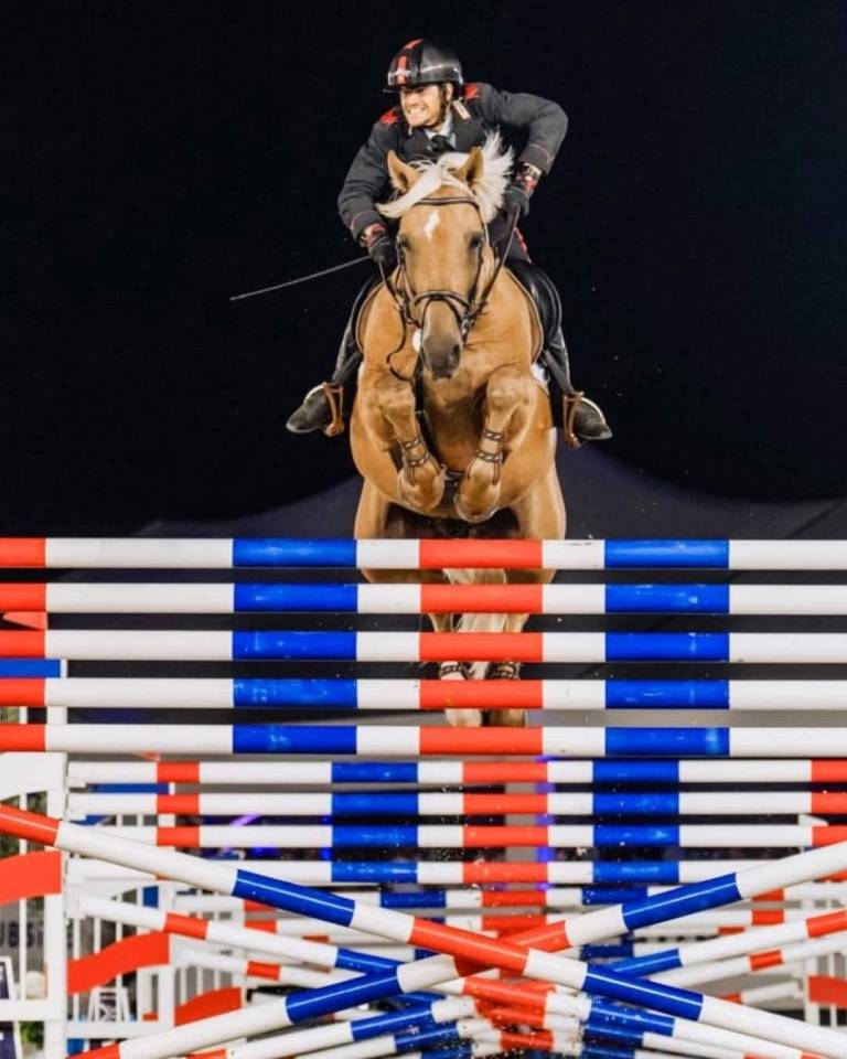 Cavalla Sella Francese In vendita 2019 Baio scuro