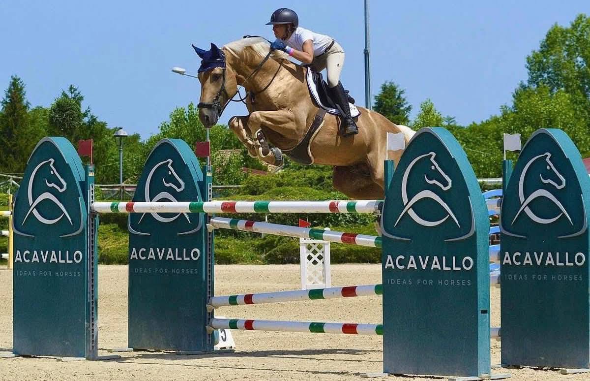 Cavalla Sella Francese In vendita 2019 Baio scuro
