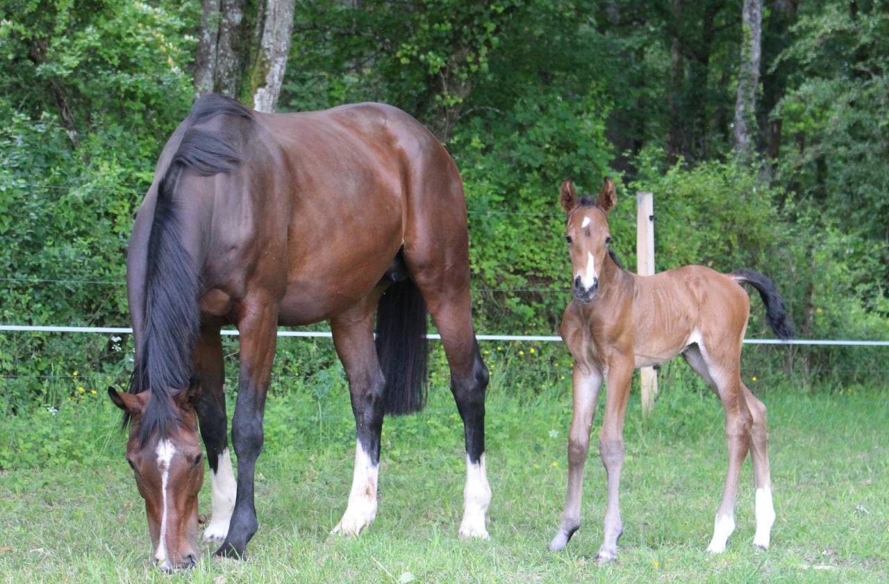 Cavalla Sella Francese In vendita 2019 Baio scuro