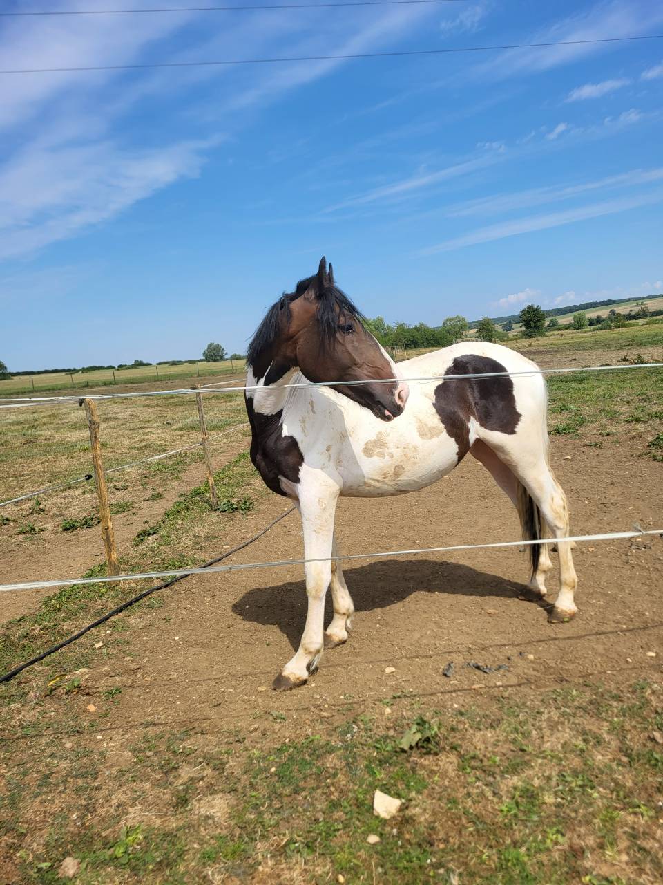 Intero Cavallo da Sport di Colore In vendita 2024 Pezzato
