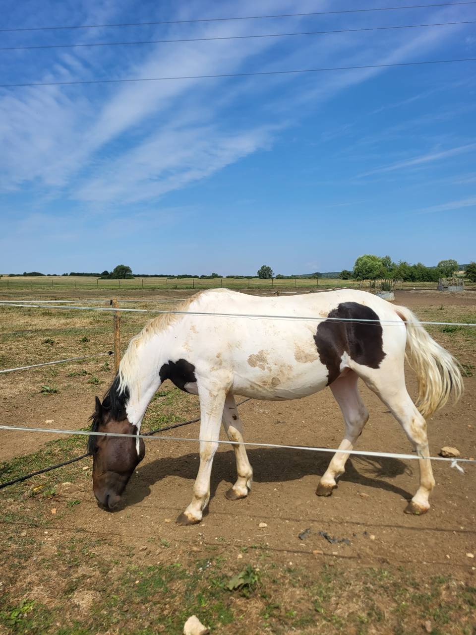 Intero Cavallo da Sport di Colore In vendita 2024 Pezzato