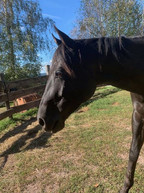 Castrone Quarter Horse In vendita 2020 Baio scuro
