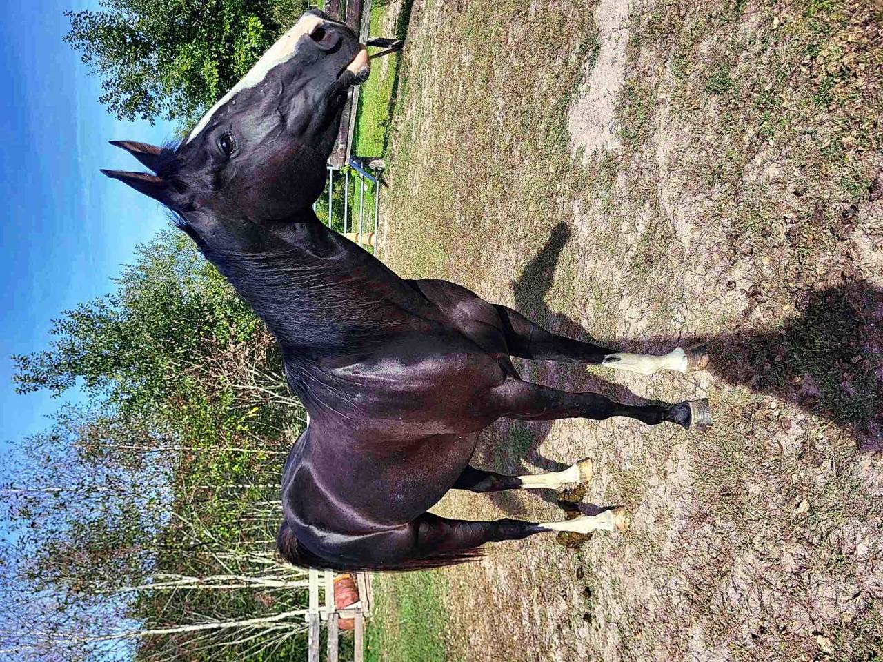 Cavalla Paint Horse In vendita 2021 Overo
