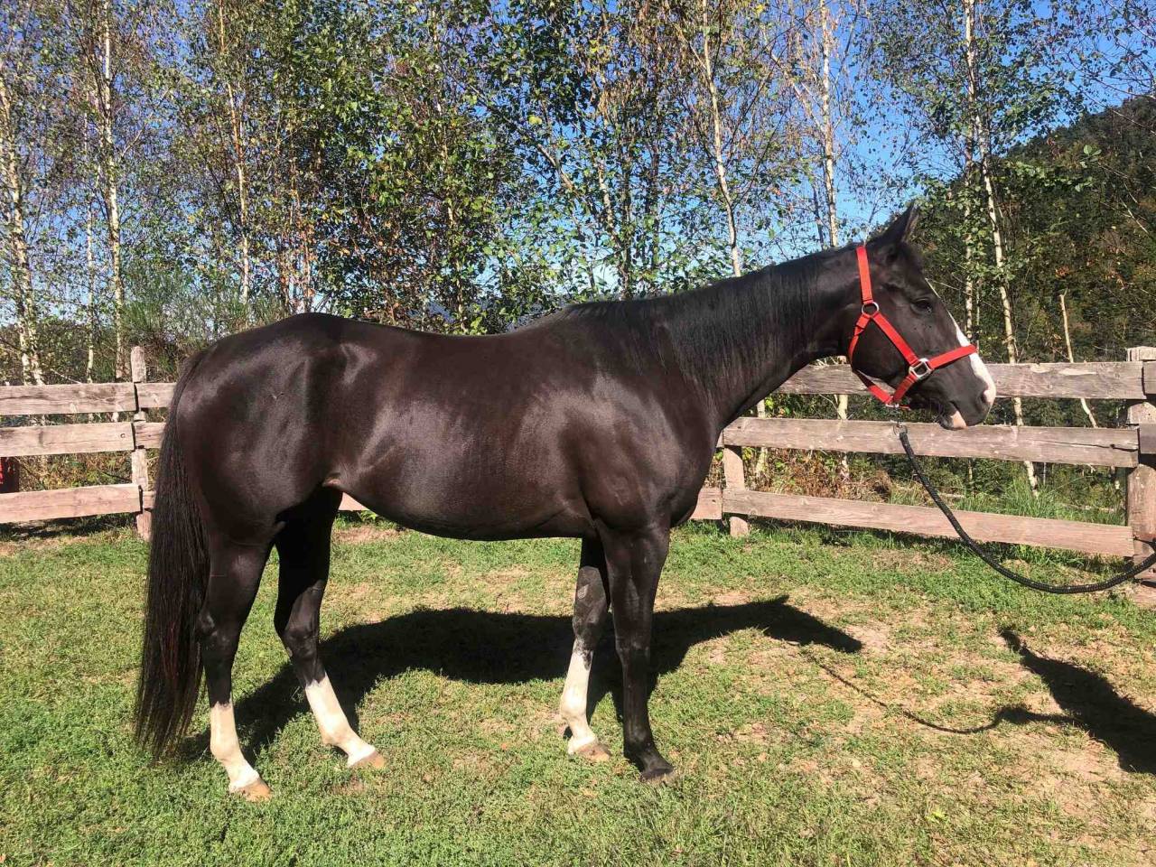 Cavalla Paint Horse In vendita 2021 Overo