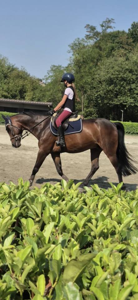 Pony castrone baio 2017