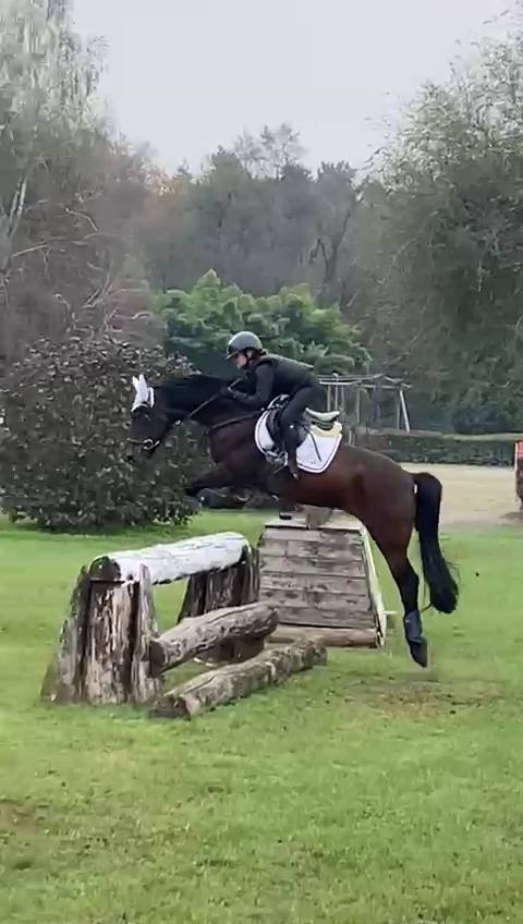 Pony castrone baio 2017