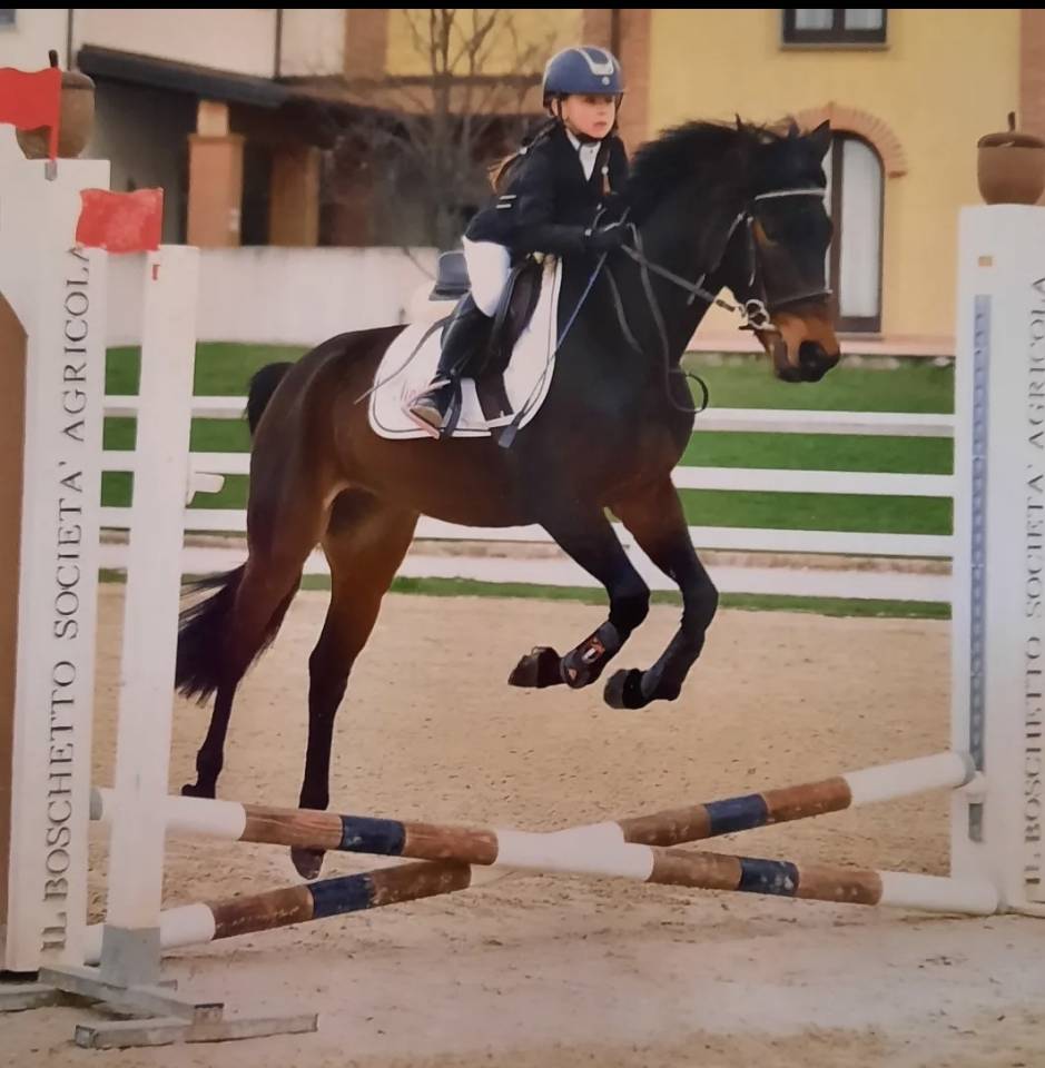 Pony castrone baio 2017