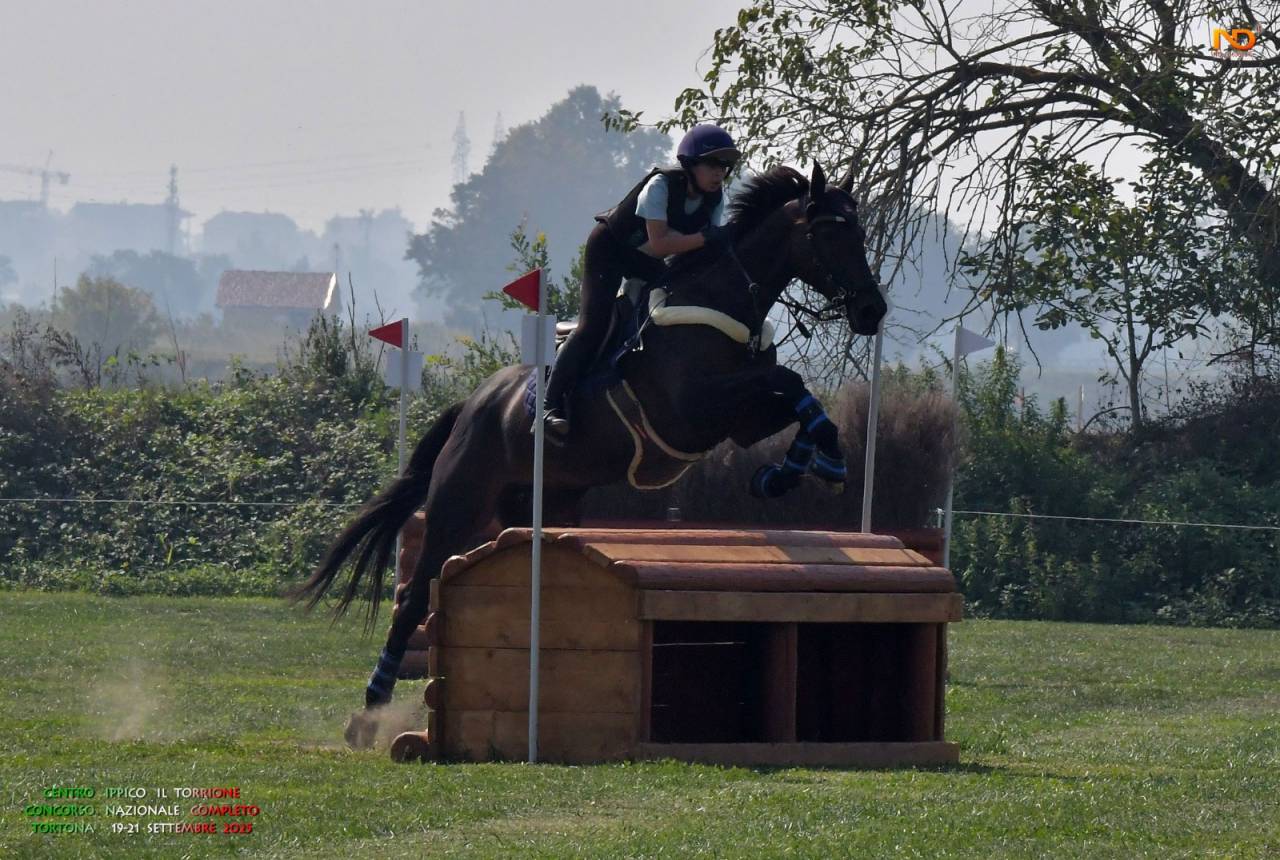 Cavallo irlandese da completo 11 anni