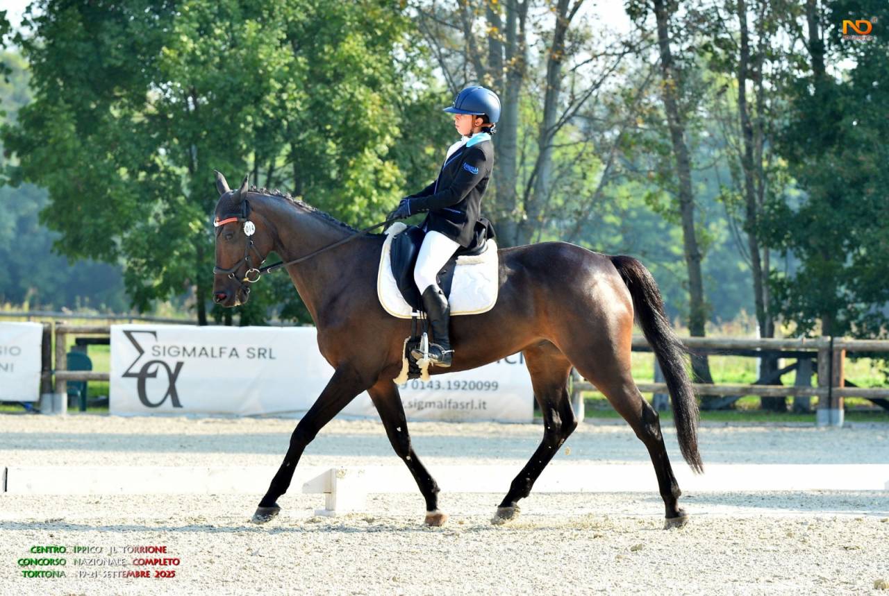 Cavallo irlandese da completo 11 anni