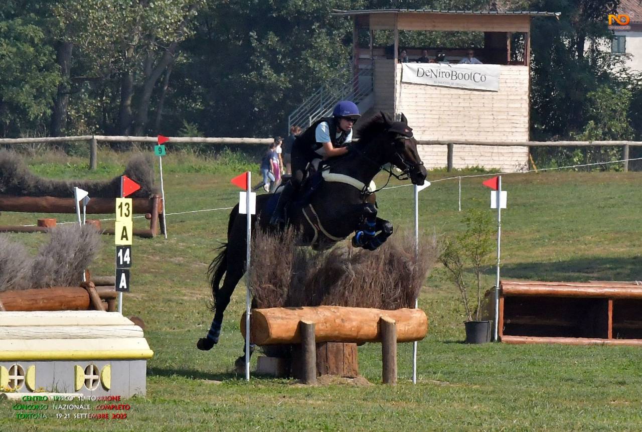 Cavallo irlandese da completo 11 anni
