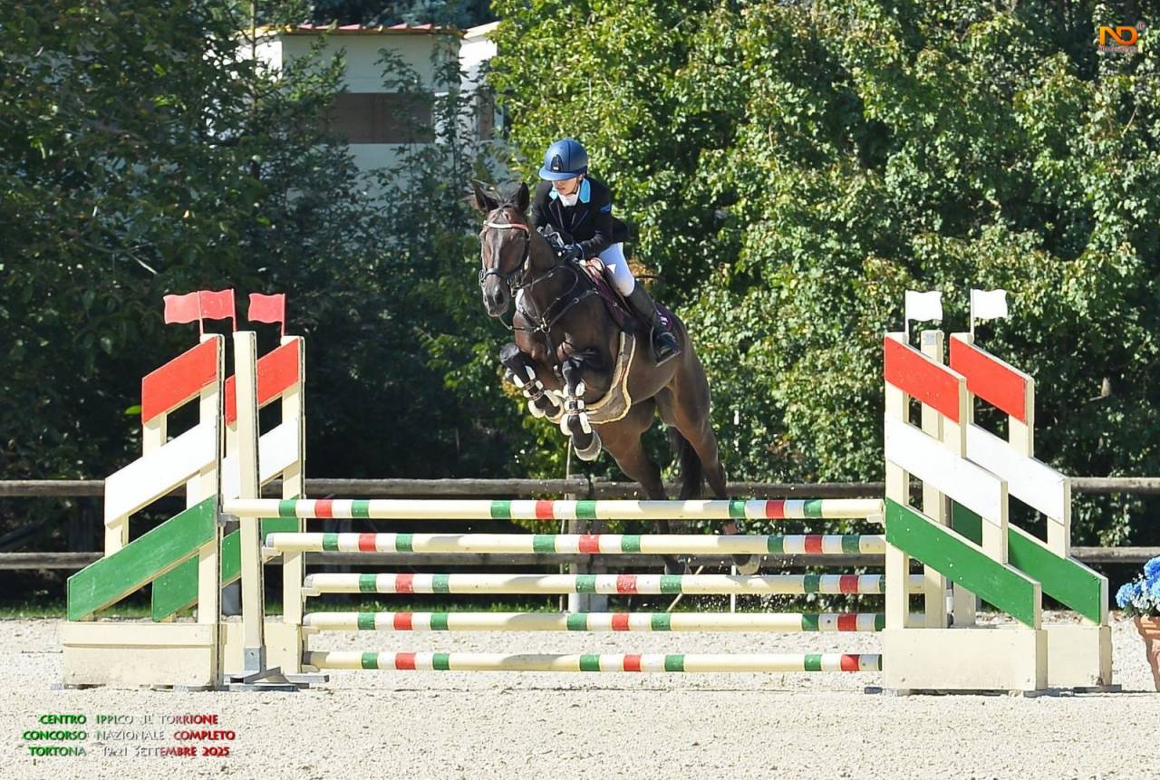 Cavallo irlandese da completo 11 anni