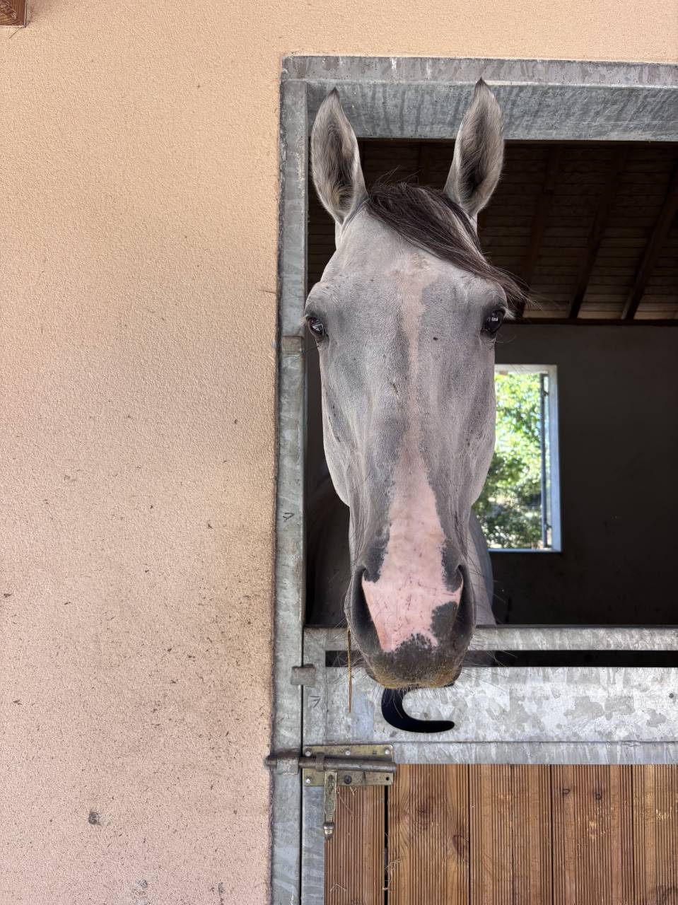 Intero Origine Non Constatata In vendita 2021 Grigio