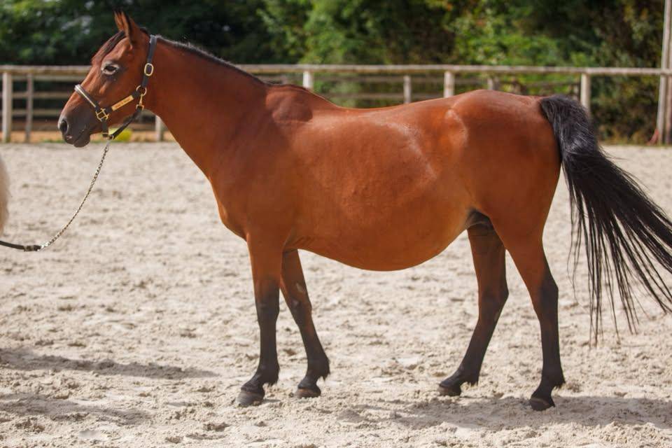 Fattrice New Forest In vendita 2009 Baio ,  Woodrow Prince Harry