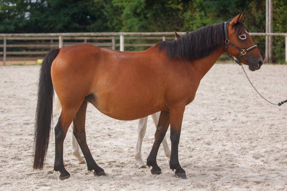 Fattrice New Forest In vendita 2009 Baio ,  Woodrow Prince Harry