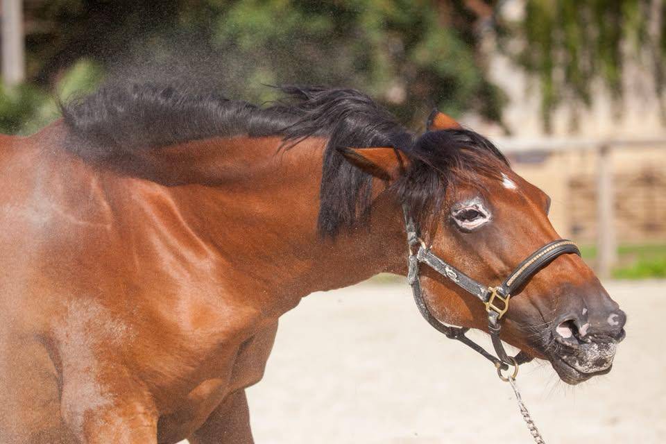 Fattrice New Forest In vendita 2009 Baio ,  Woodrow Prince Harry