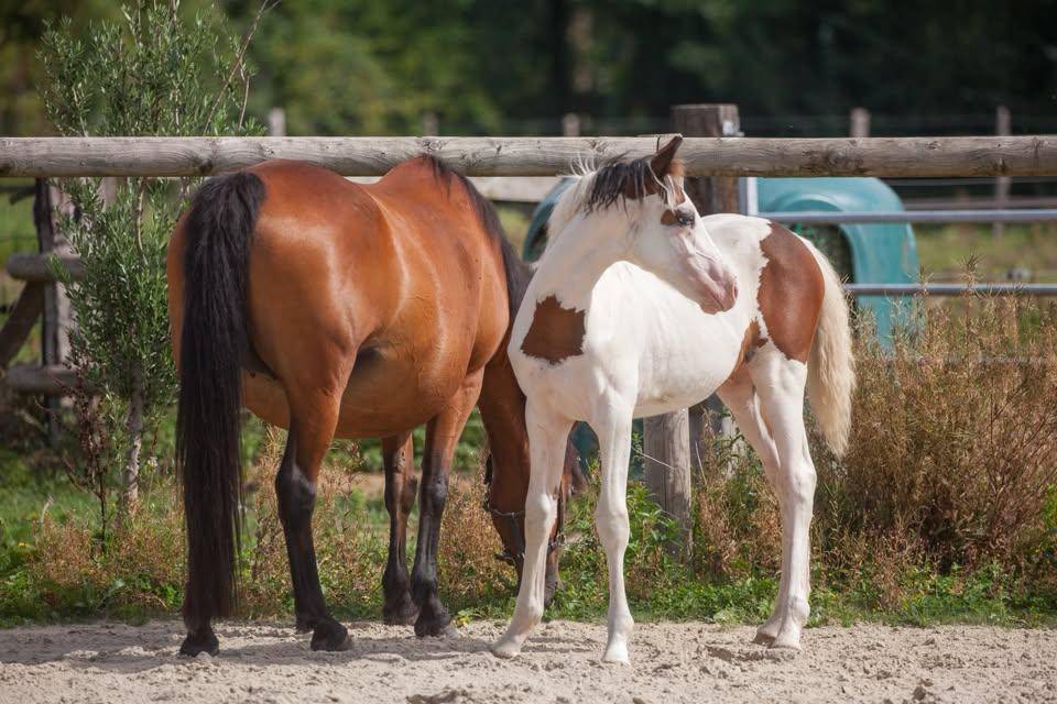 Fattrice New Forest In vendita 2009 Baio ,  Woodrow Prince Harry