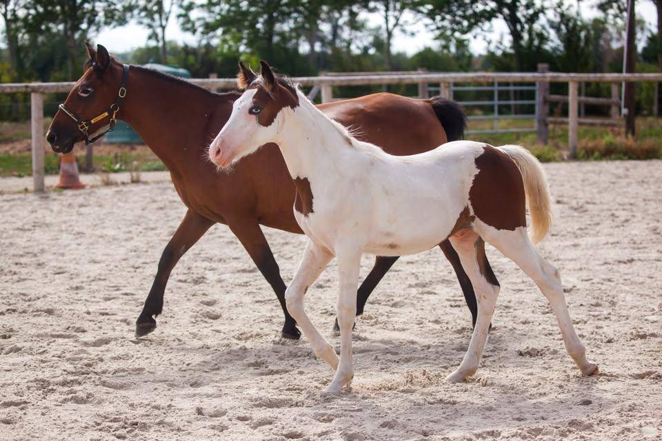 Fattrice New Forest In vendita 2009 Baio ,  Woodrow Prince Harry