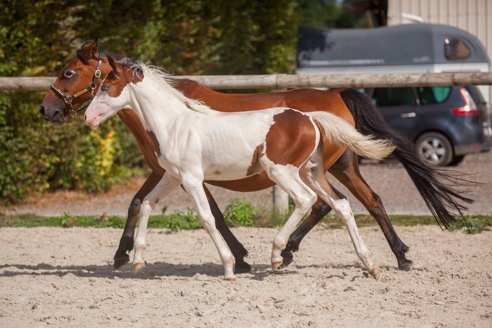 Fattrice New Forest In vendita 2009 Baio ,  Woodrow Prince Harry