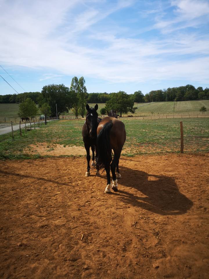 Castrone KWPN Cavallo da Sport Neerlandese In vendita 2016 Nero