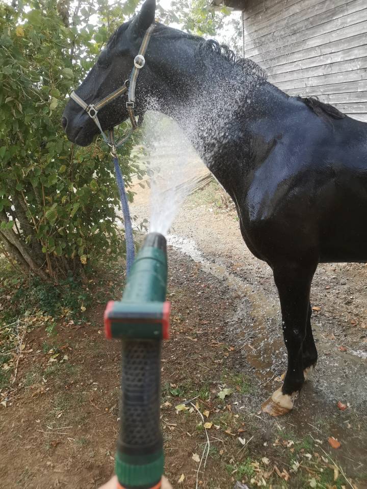 Castrone KWPN Cavallo da Sport Neerlandese In vendita 2016 Nero