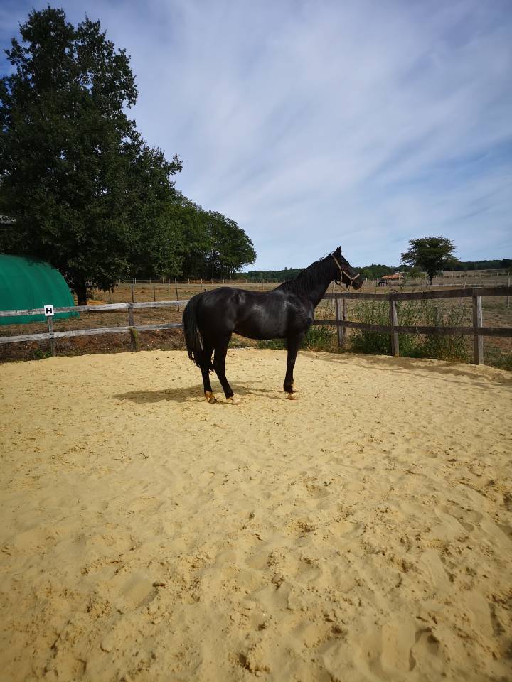 Castrone KWPN Cavallo da Sport Neerlandese In vendita 2016 Nero