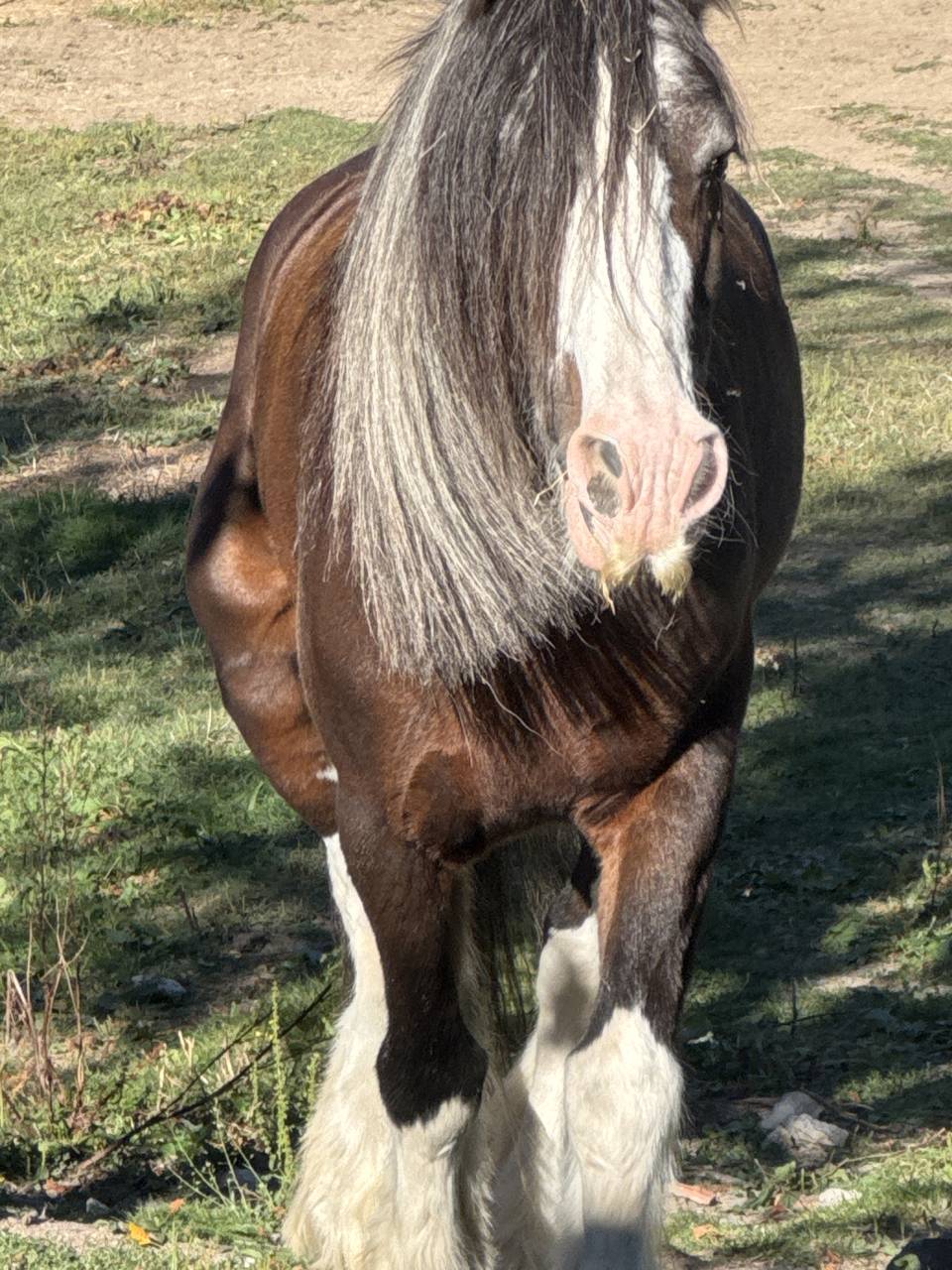 Cavalla Gypsy Cob In vendita 2010 Baio