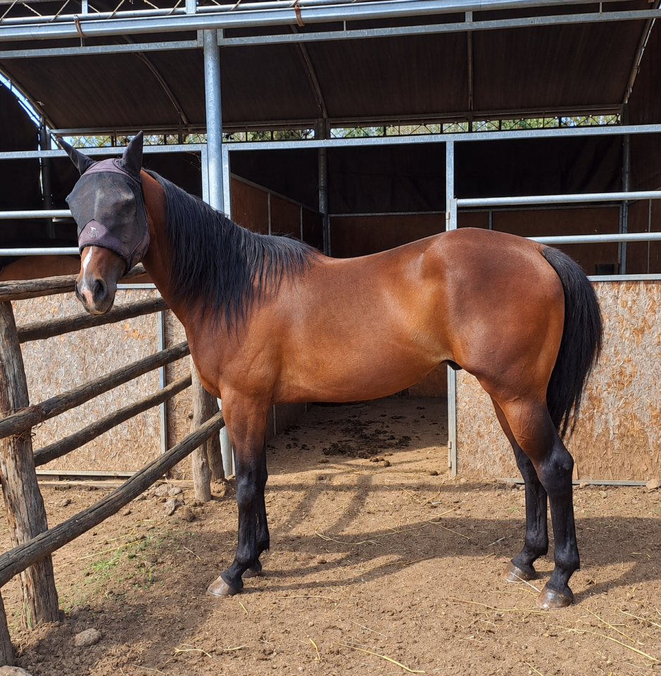 Quarter Horse AQHA castrone 7 anni - Hilton Ray for Perks