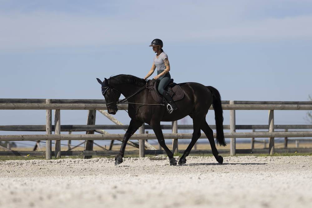 Propriet&agrave; equestre In vendita Seine-et-Marne