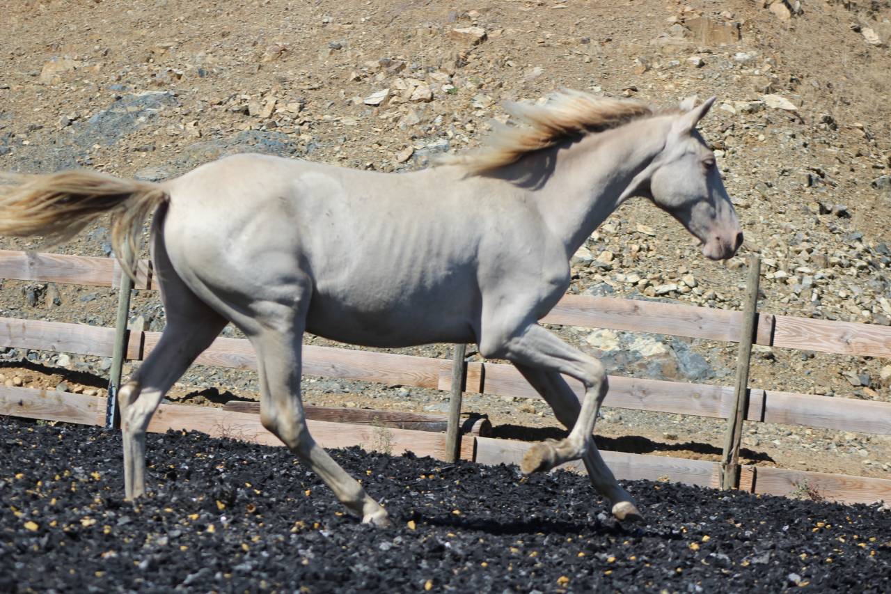 Castrone PRE Andaluso In vendita 2025 Perla